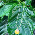 Island Sunrise Shell Necklace