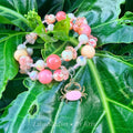 Pink Papa'i