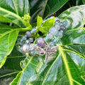 Dragonfly Dreams